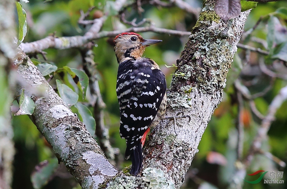 纹胸啄木鸟