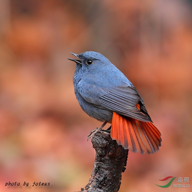 杉林溪的铅色水鸫