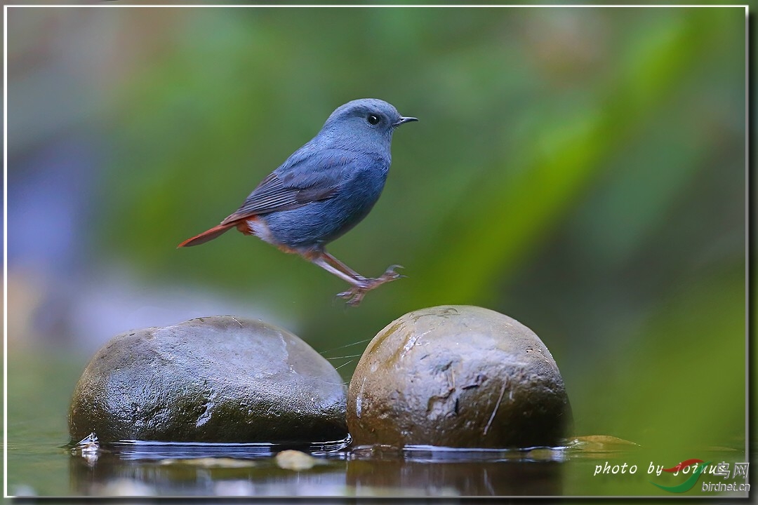 杉林溪的铅色水鸫