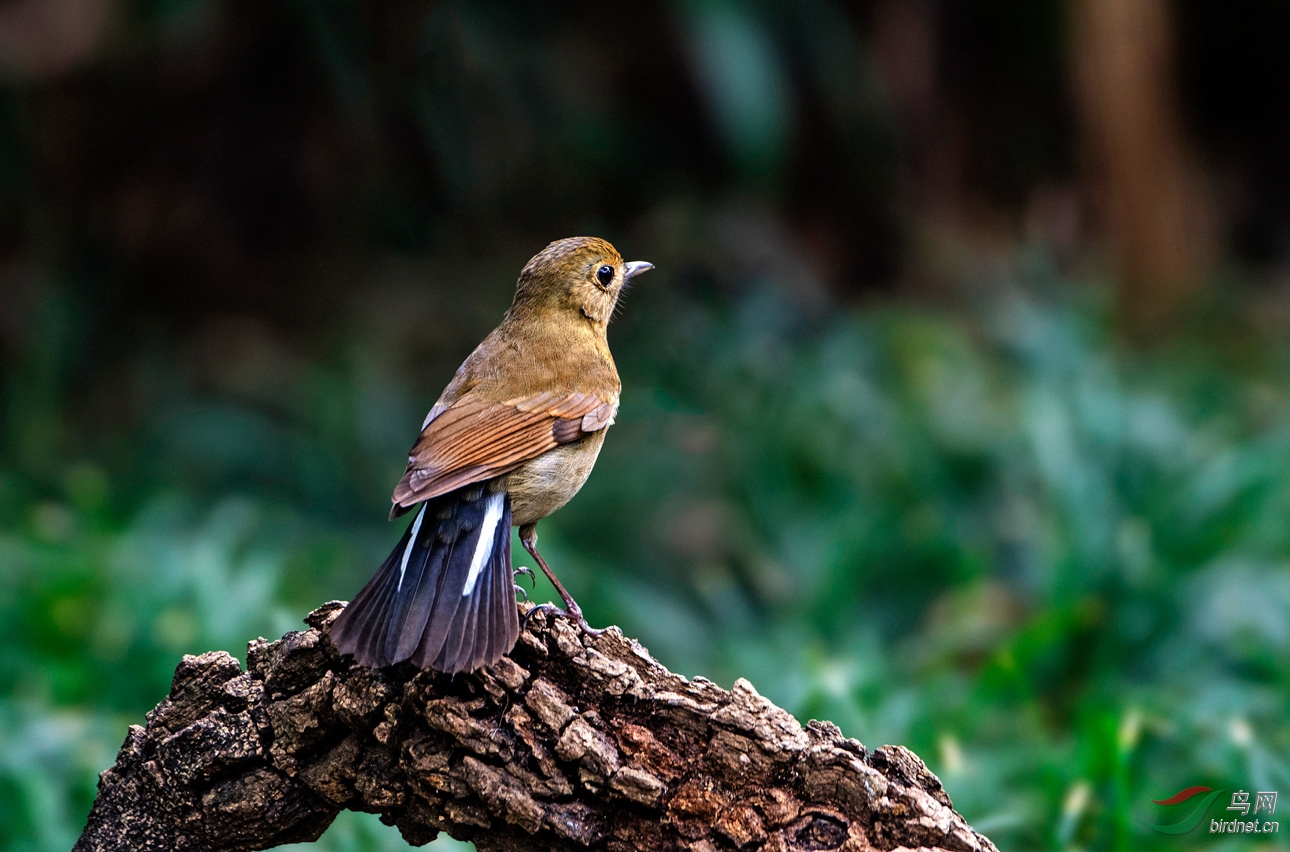 白尾蓝地鸲雌雄二鸟