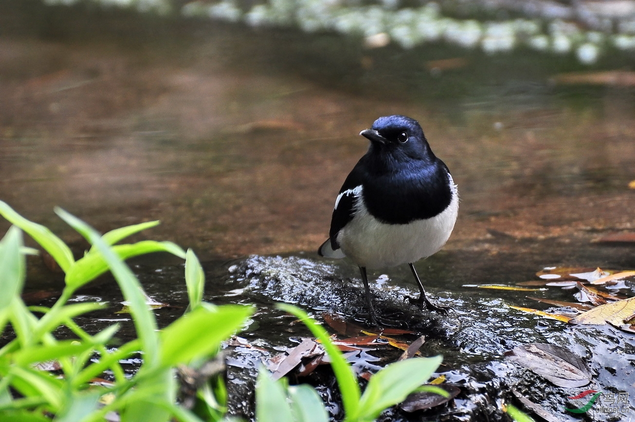 小溪流水,青青草!