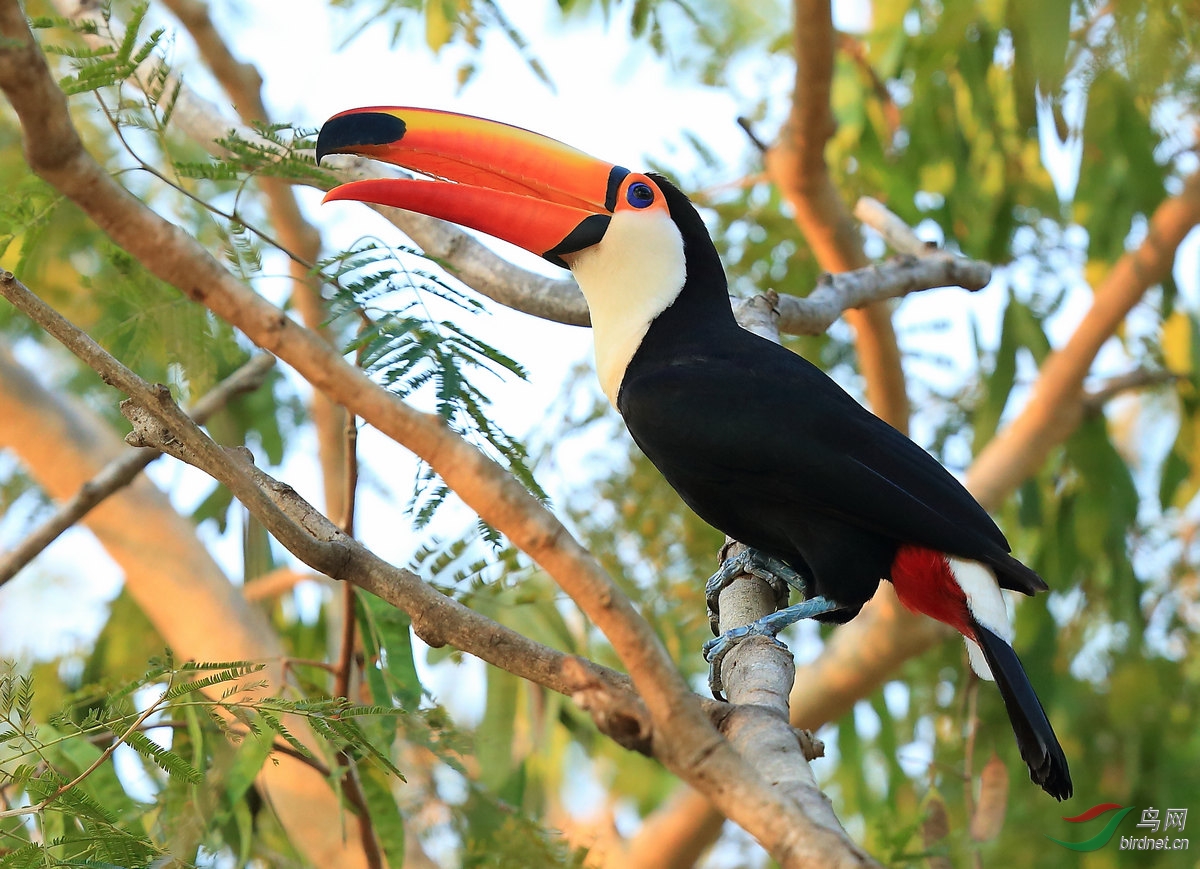 2014年10月18日鸟网每日一图巨嘴鸟拍摄札记
