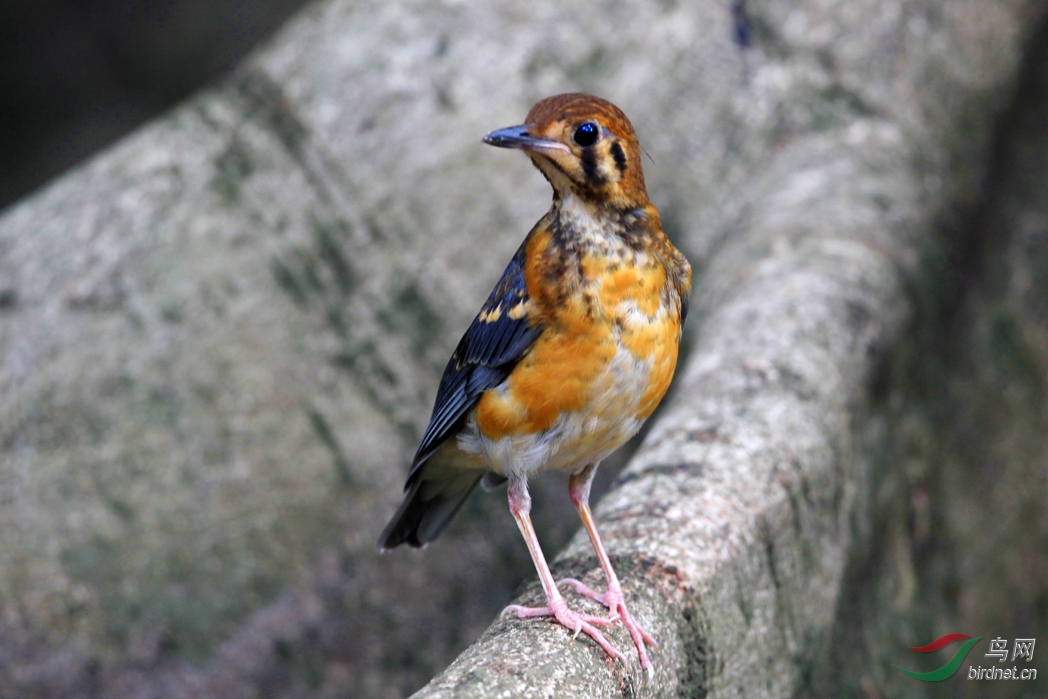(橙头地鸫)橙头地鸫