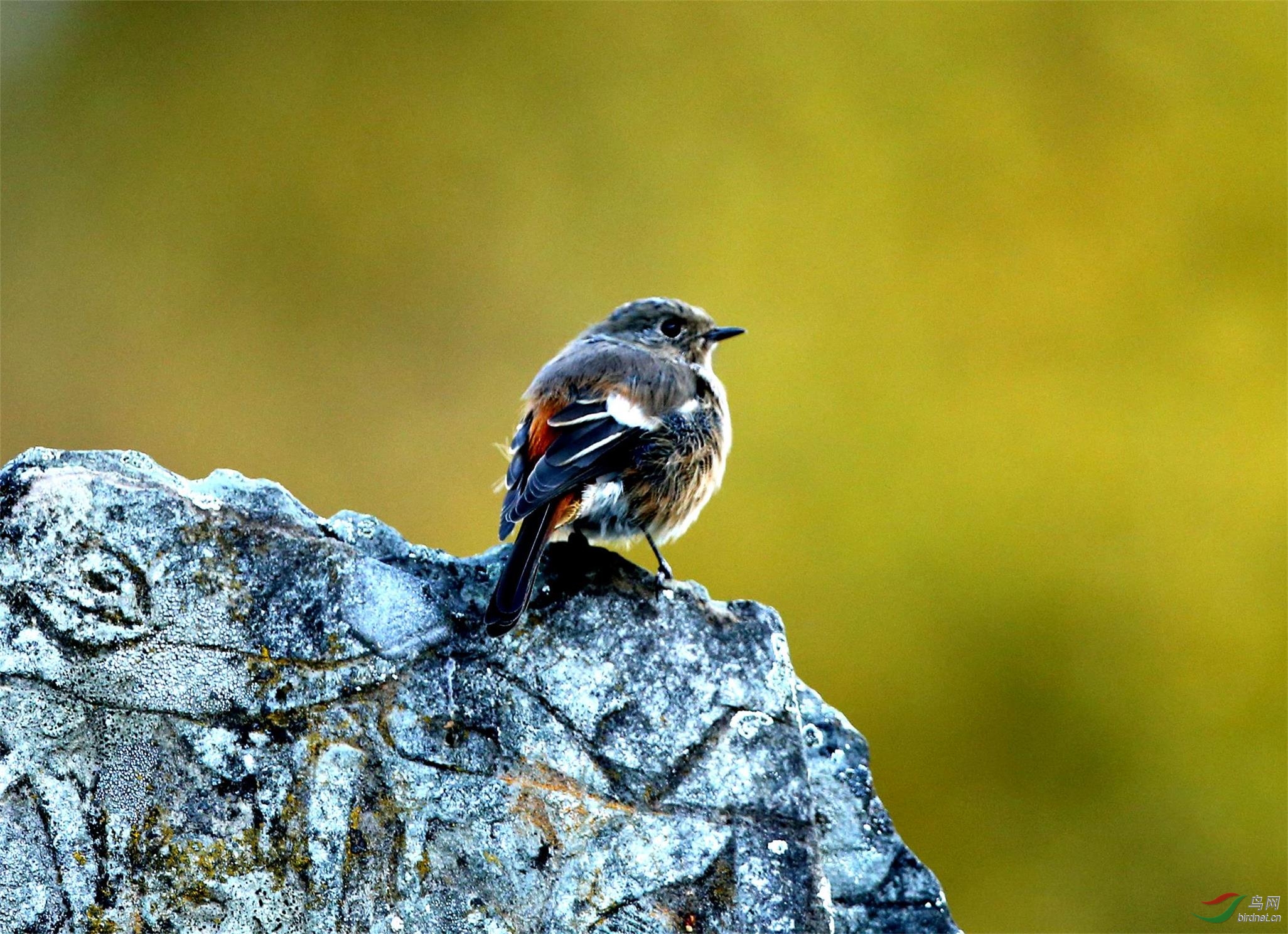 川西拍林鸟之二白喉红尾鸲