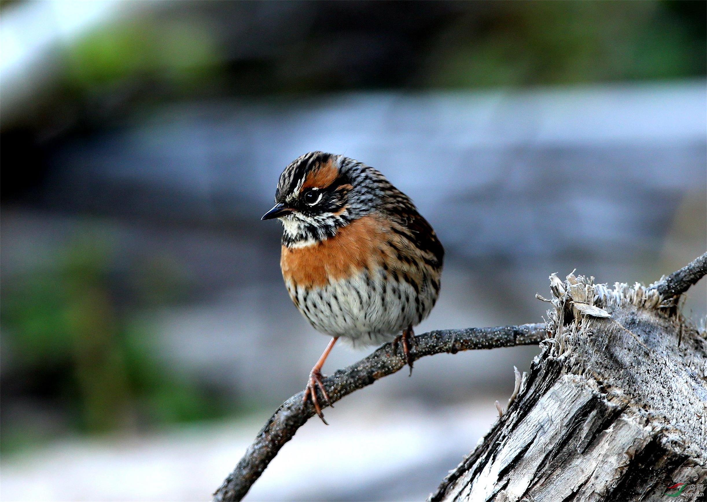 川西拍林鸟之六鹨