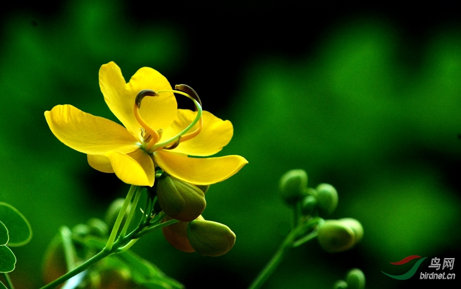 漂亮的黄花—金边黄槐