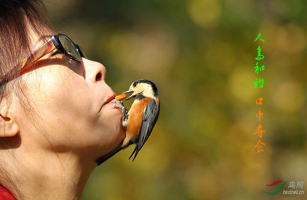 【人鸟和谐~~~口中觅食】