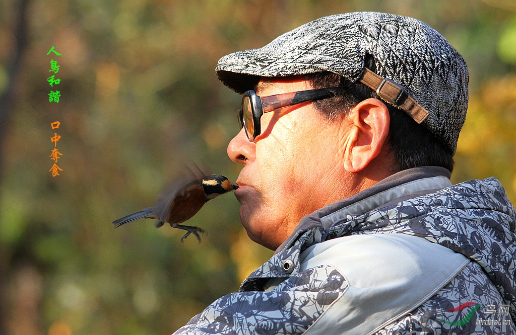 【人鸟和谐~~~口中觅食】