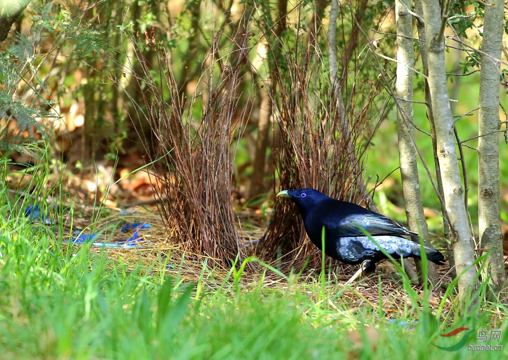 Y-satin bowerbird male2_����_���˺�_����.jpg