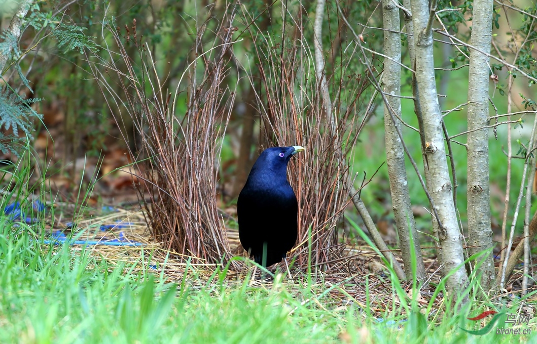 Y-satin bowerbird male_����_���˺�_����.jpg