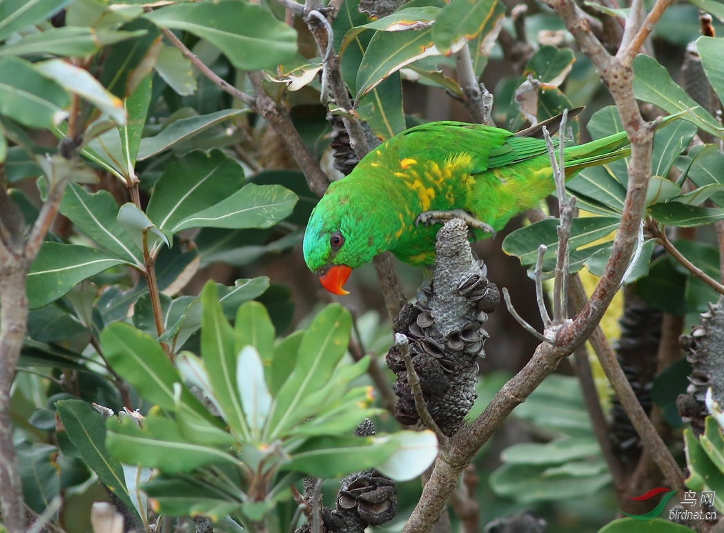 Y-scaly-breasted lorikeet_����_���˺�_����.jpg