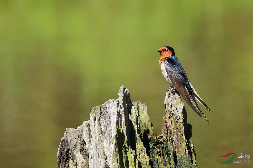 Y-wellcome swallow2_����_���˺�_����.jpg