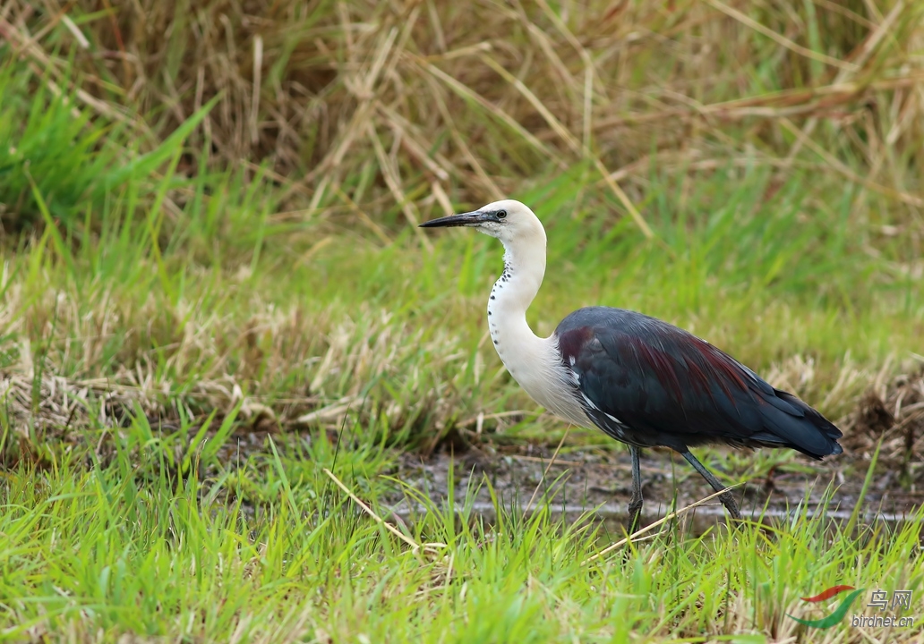 Y-white-necked heron_����_���˺�_����.jpg