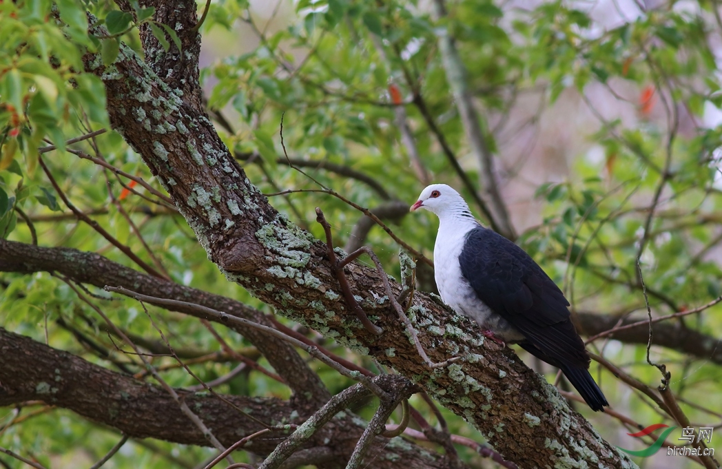 Y-white-headed pigeon1_���˺�_����.jpg