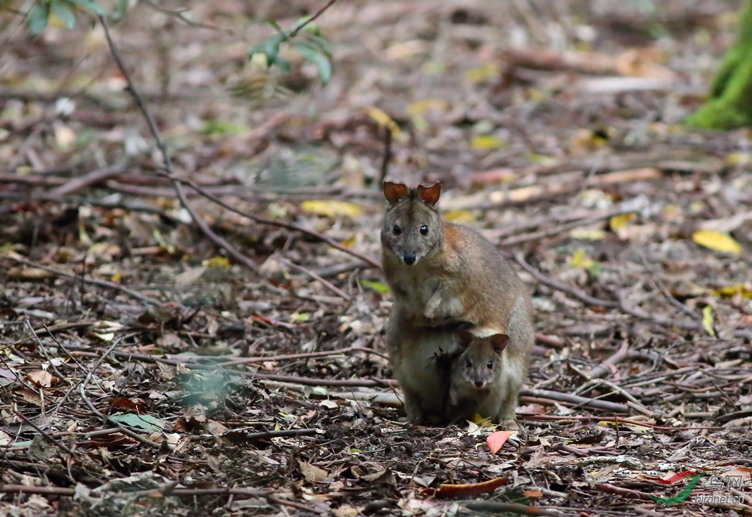 Y-red-necked pademelon1_���˺�_����.jpg