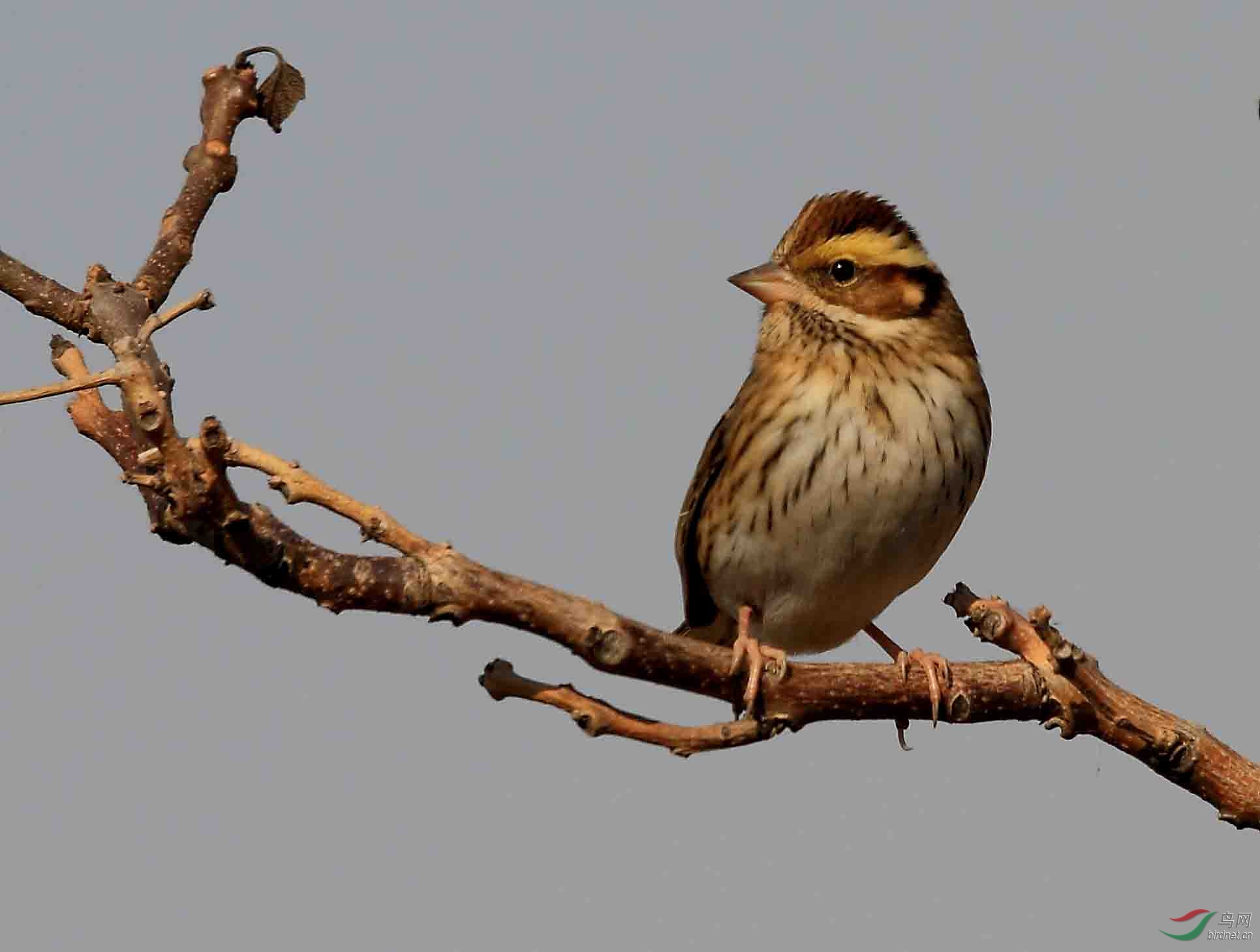 一组北方的小鸟,请各位大师浏览和点评