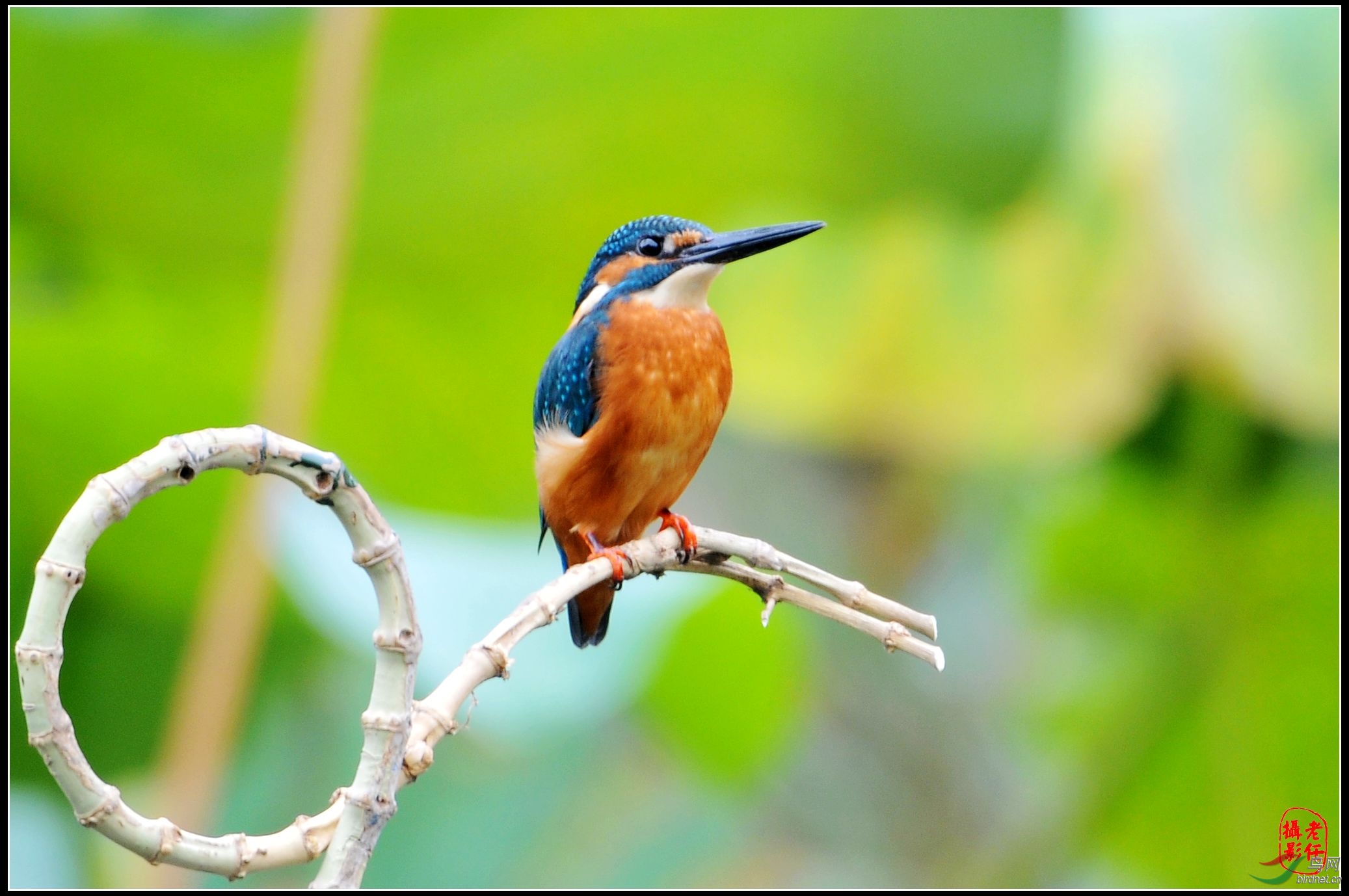 山东拍鸟:泉城小翠