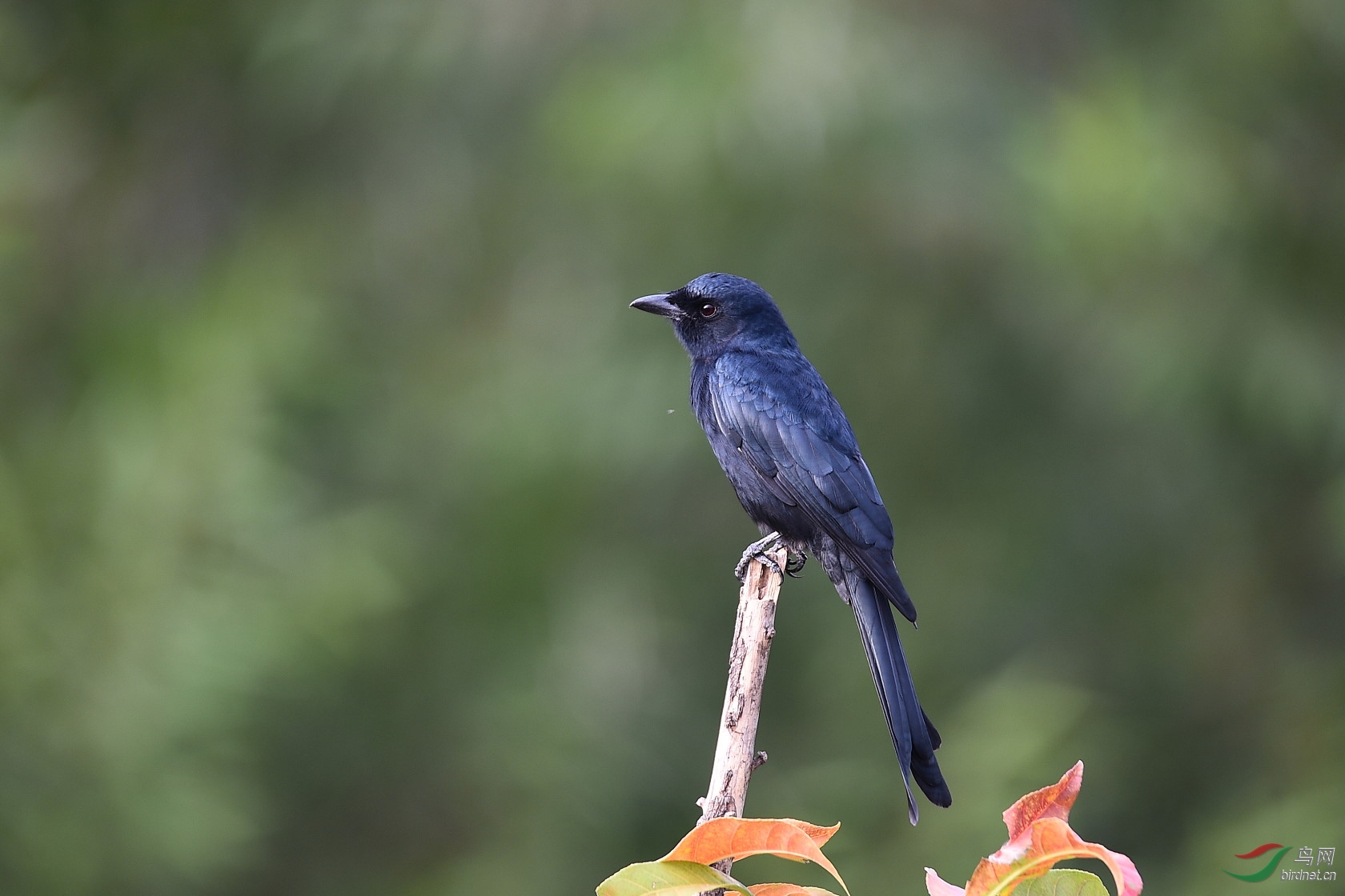 DSC_0183.jpg