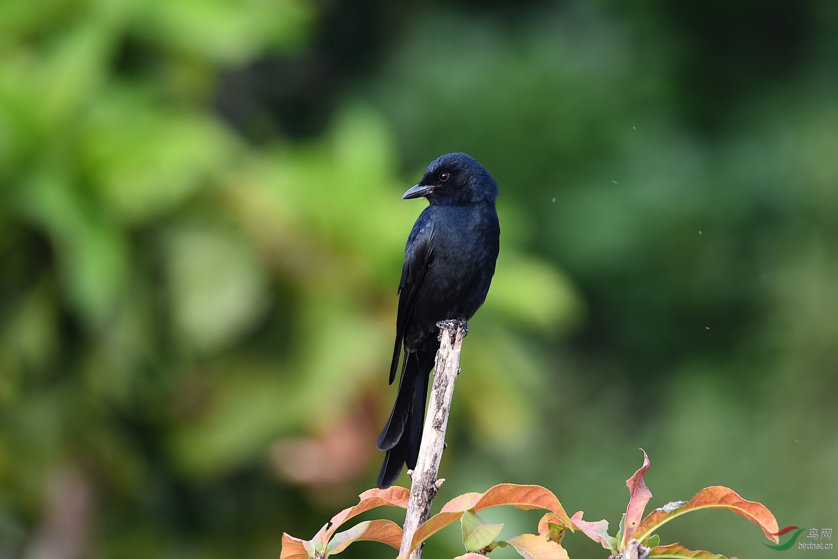 DSC_0483.jpg