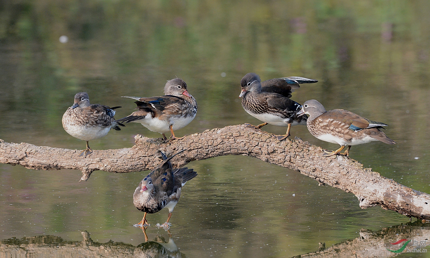 两雄三雌五只野鸳鸯亚成鸟