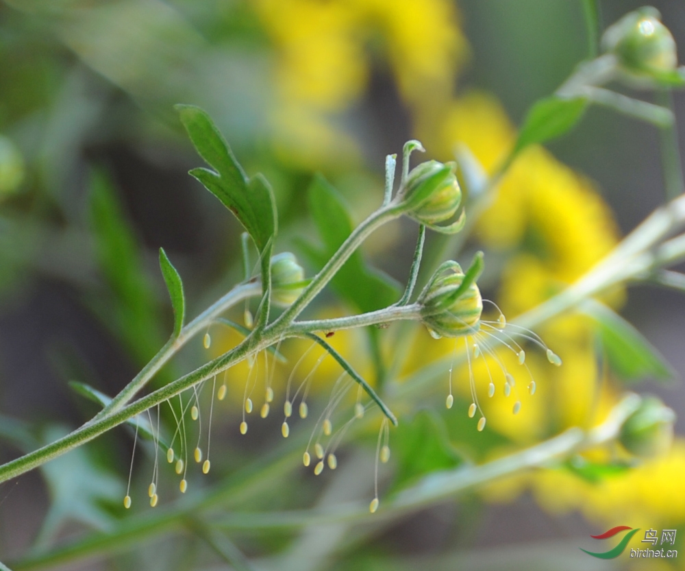 优昙婆罗花(佛花优昙婆罗花)