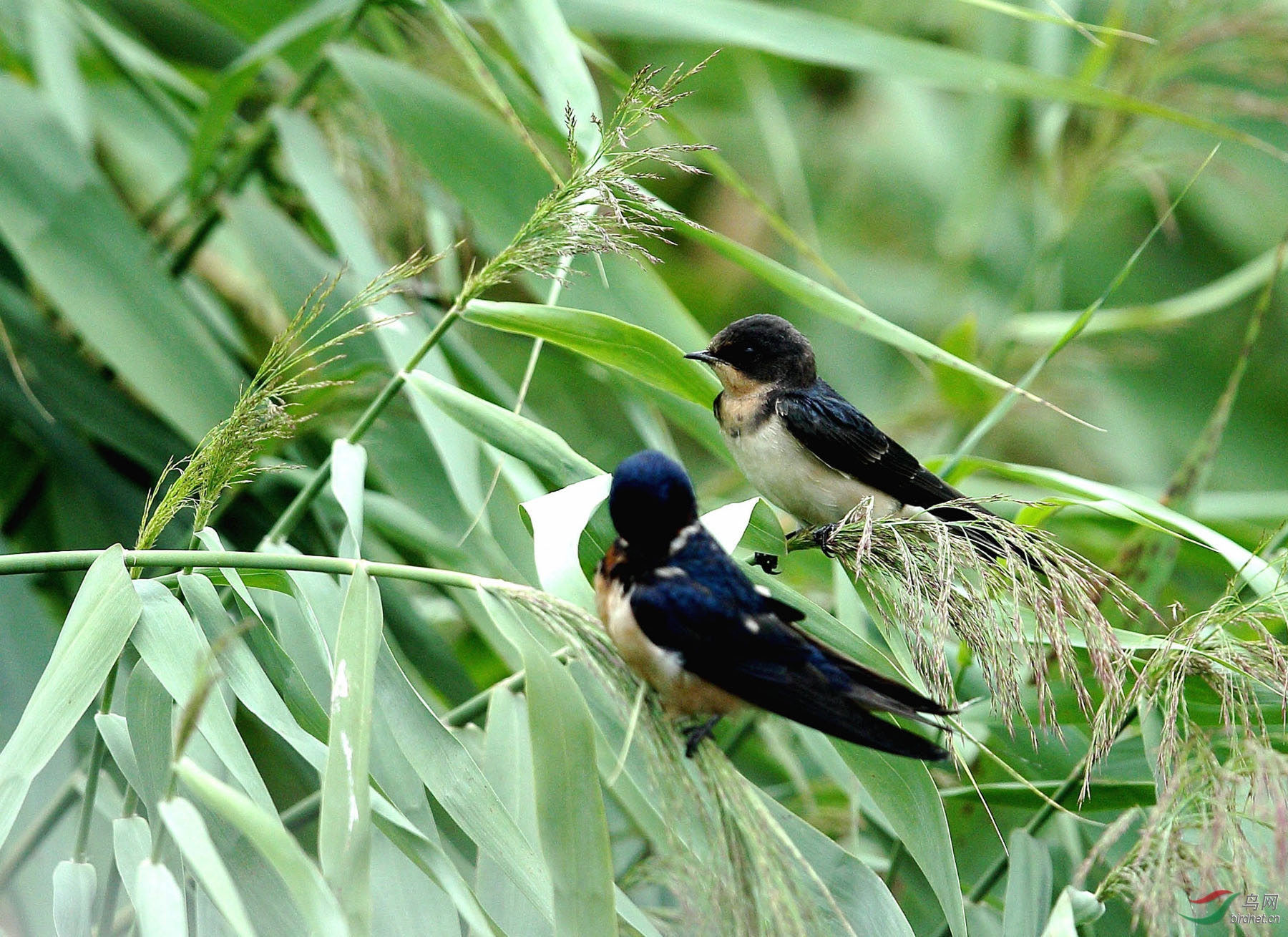 芦苇荡里的家燕