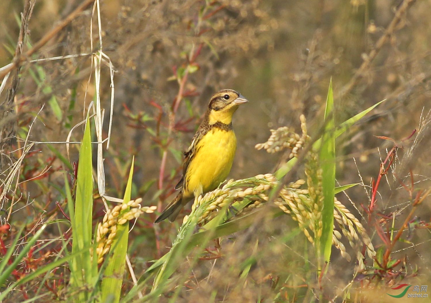 (黄胸鹀)稻花丛中禾花雀(p2获鸟网首页精华)