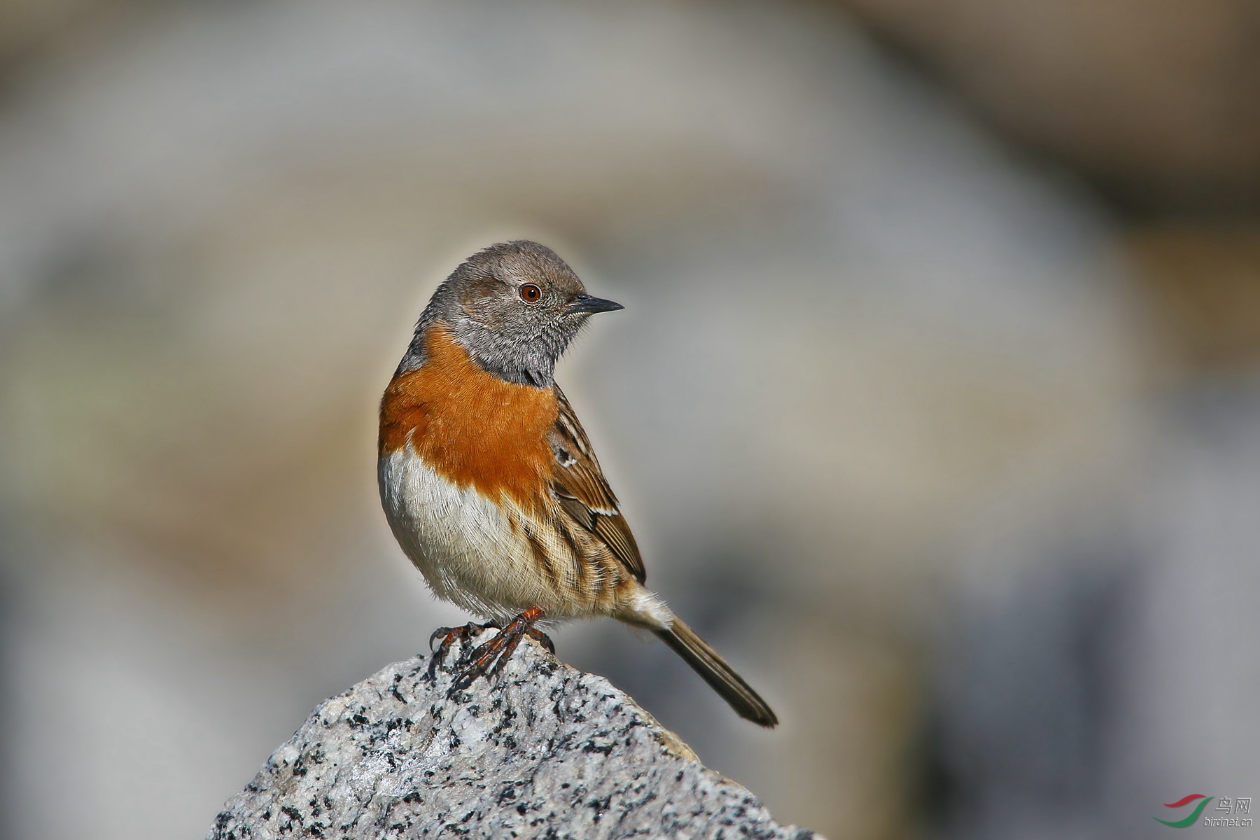 鸲岩鹨稻城拍的小鸟