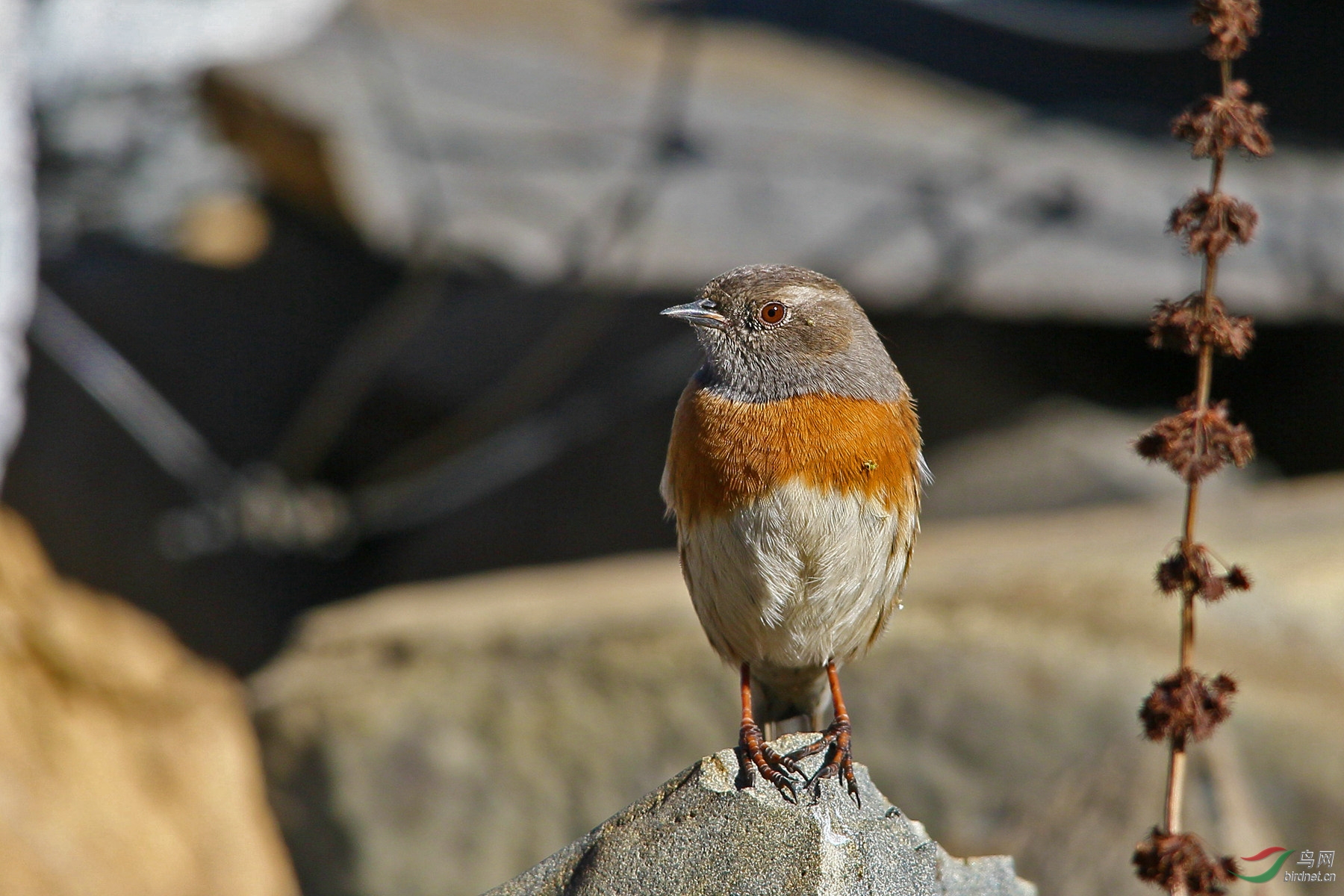 鸲岩鹨稻城拍的小鸟