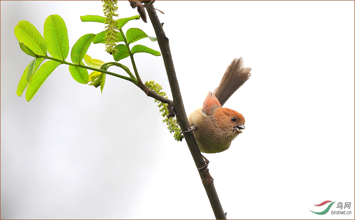 翘首以待----恭祝宝儿老师荣任鸟类识别版版主!