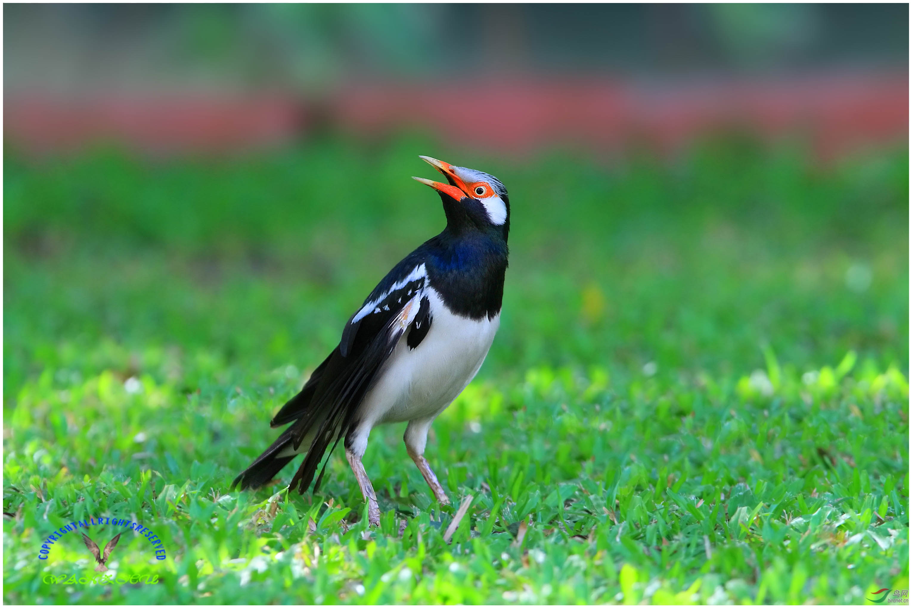 斑椋鸟近距离拍摄