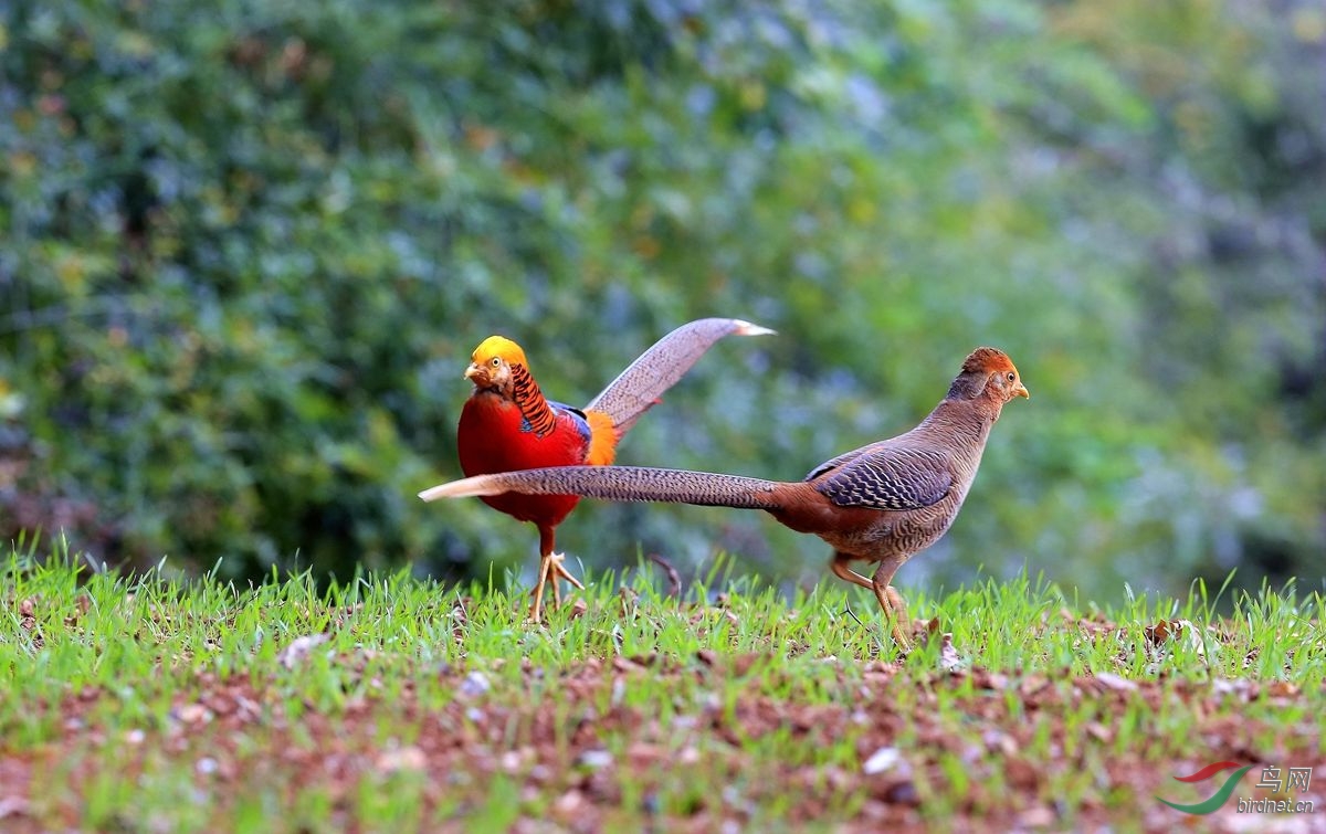 红腹锦鸡-雌