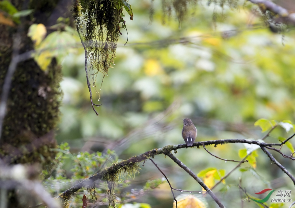 祝贺宝儿老师荣任鸟类识别版主