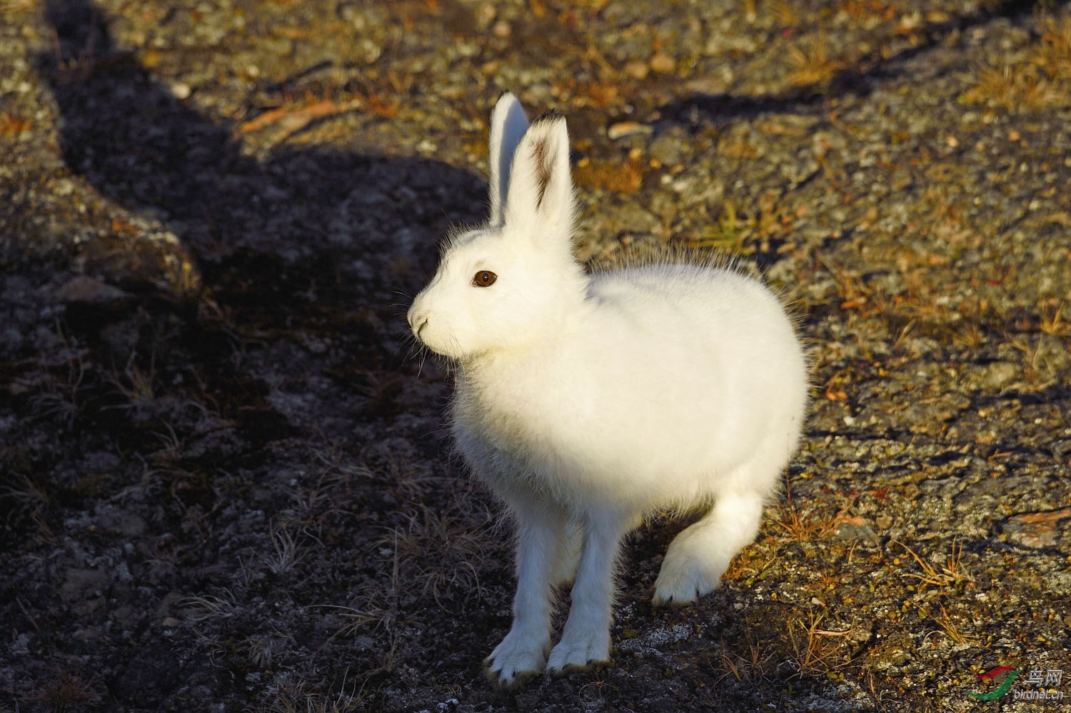 北极珍贵又可爱的白色小精灵北极兔