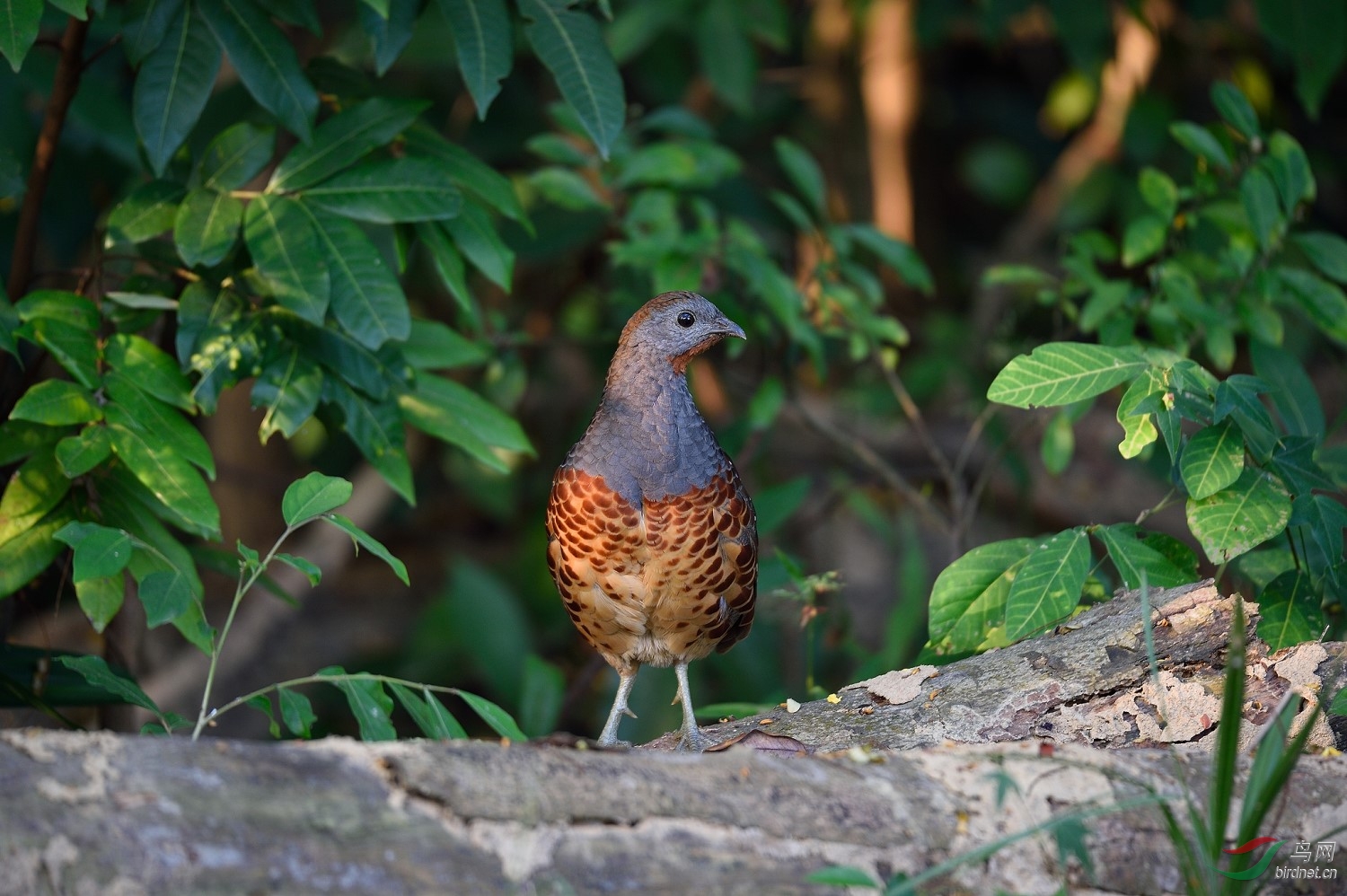 DSC_1179.jpg