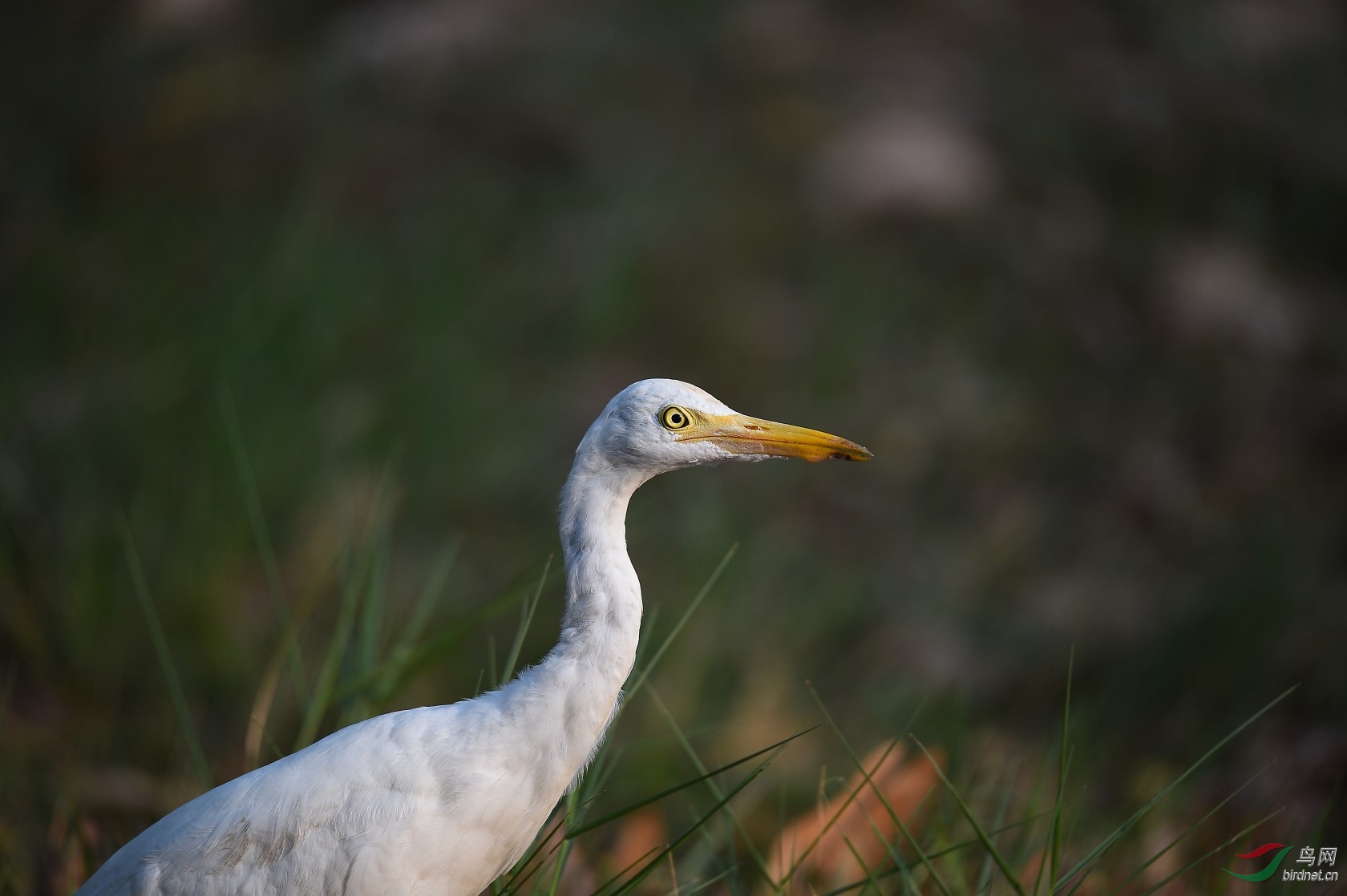 DSC_1117.jpg