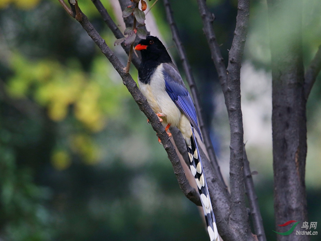 红嘴蓝鹊