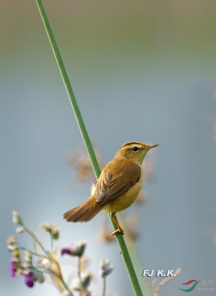 黑眉苇莺 - 林鸟版 鸟网
