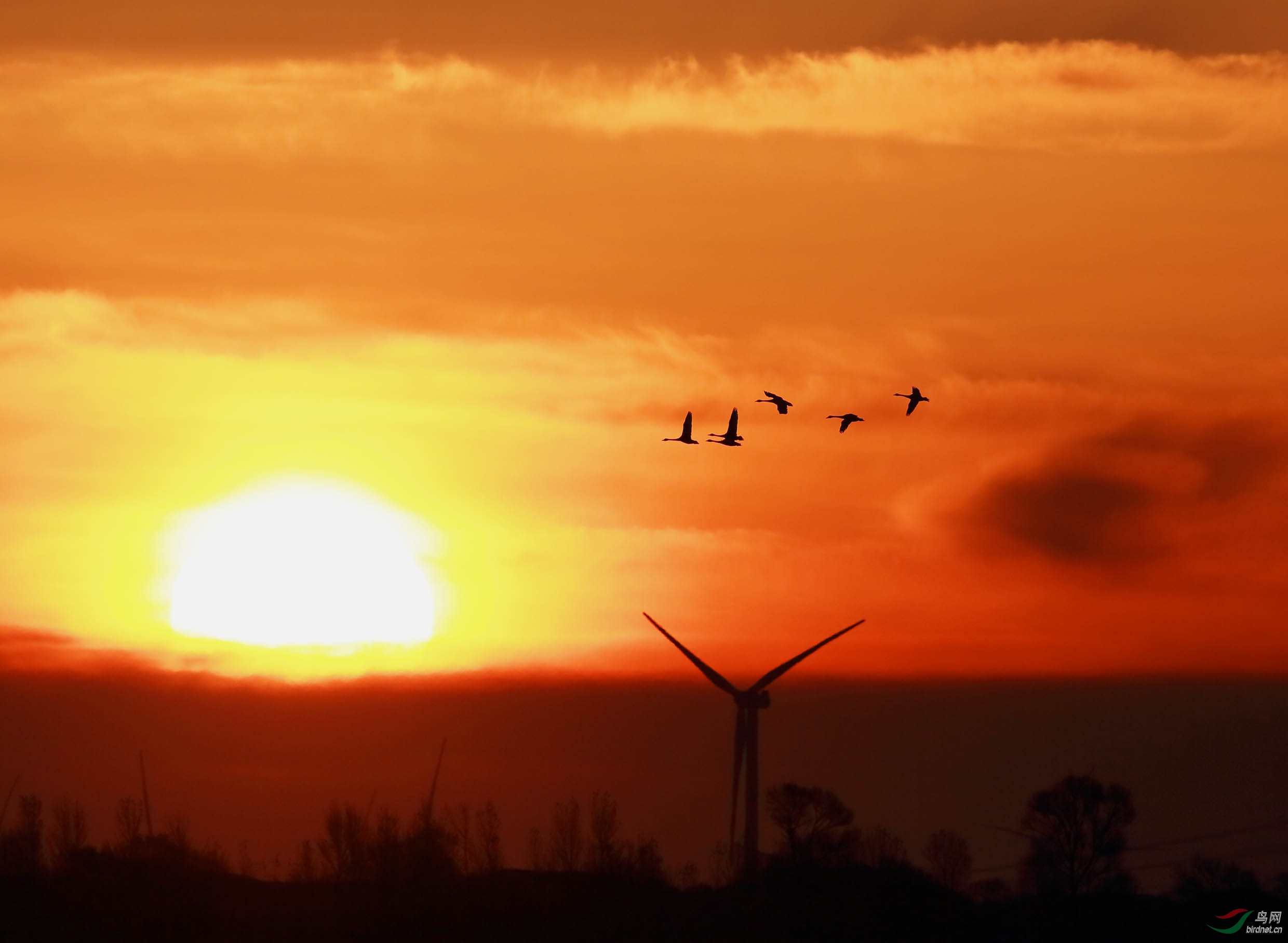 飞向朝阳祝福内蒙版