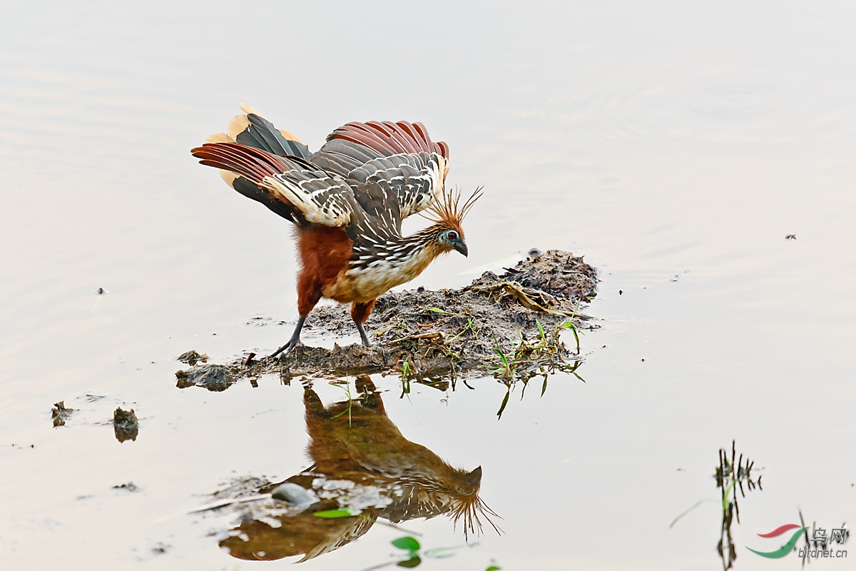 麝雉麝雉祝贺青花老师荣任版主恭贺第7图荣登鸟网1104每日一图