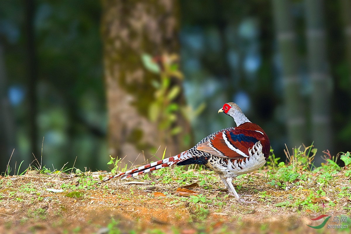 白颈长尾雉羽色鲜艳的白颈长尾雉雄p1获鸟网首页精华