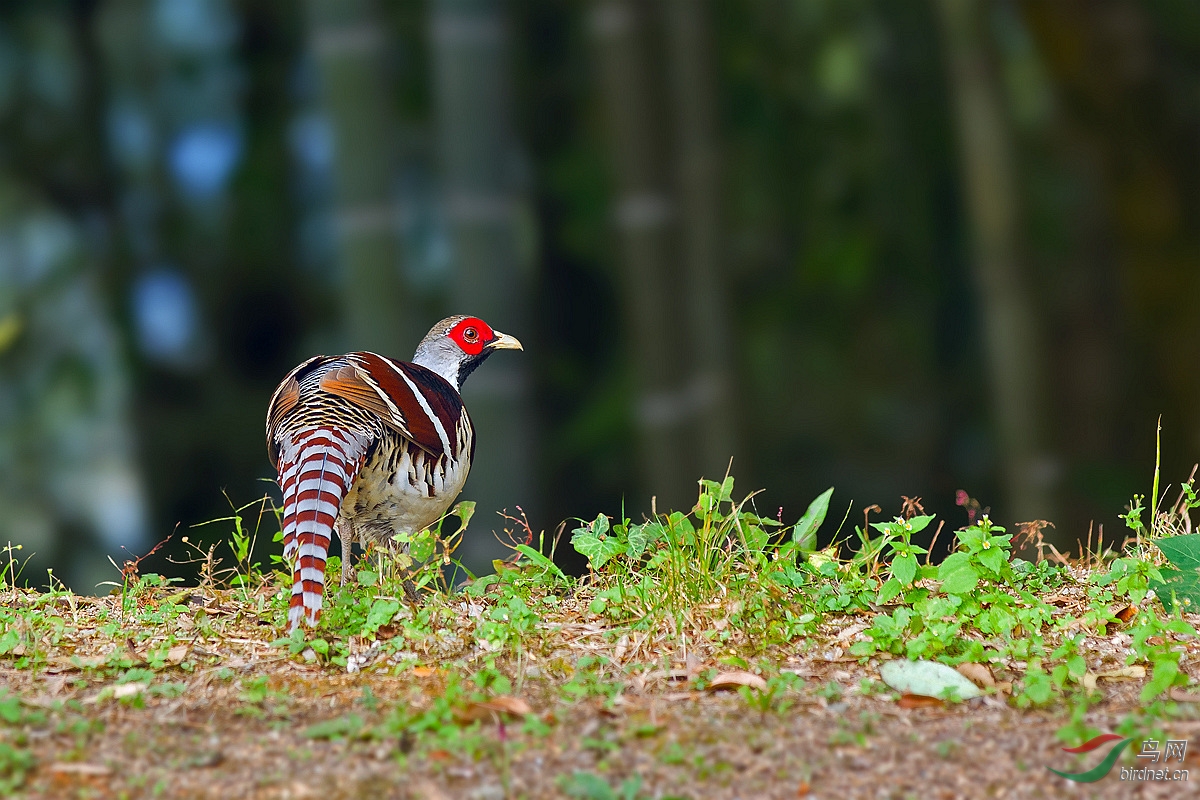 白颈长尾雉羽色鲜艳的白颈长尾雉雄p1获鸟网首页精华
