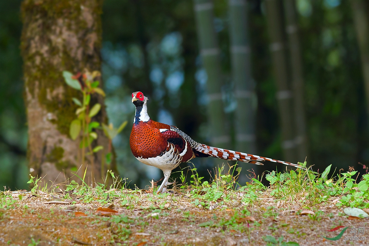 白颈长尾雉羽色鲜艳的白颈长尾雉雄p1获鸟网首页精华