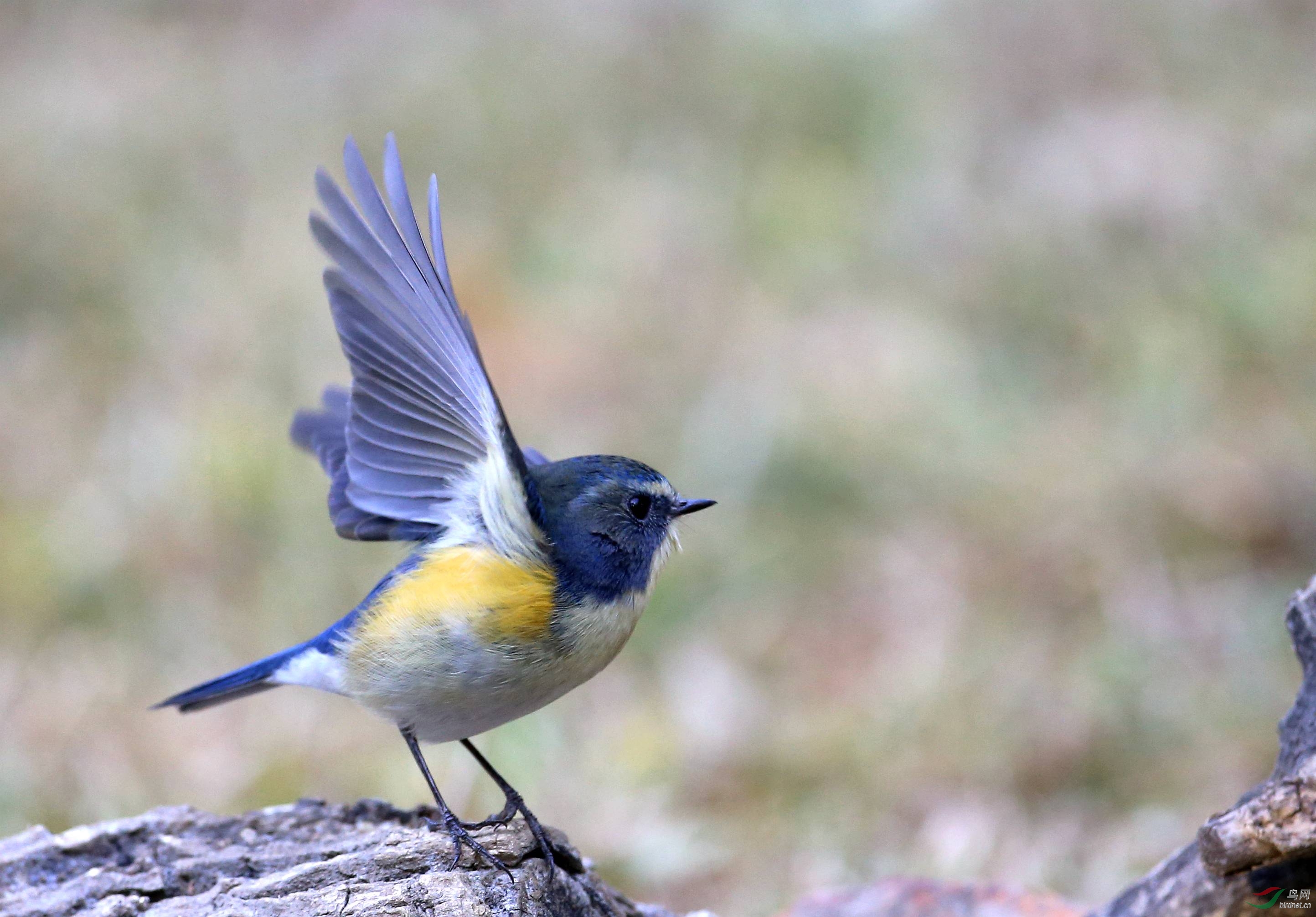 体型略小而喉白的鸲.特征为橘黄色两胁与白色腹部及臀成对比.