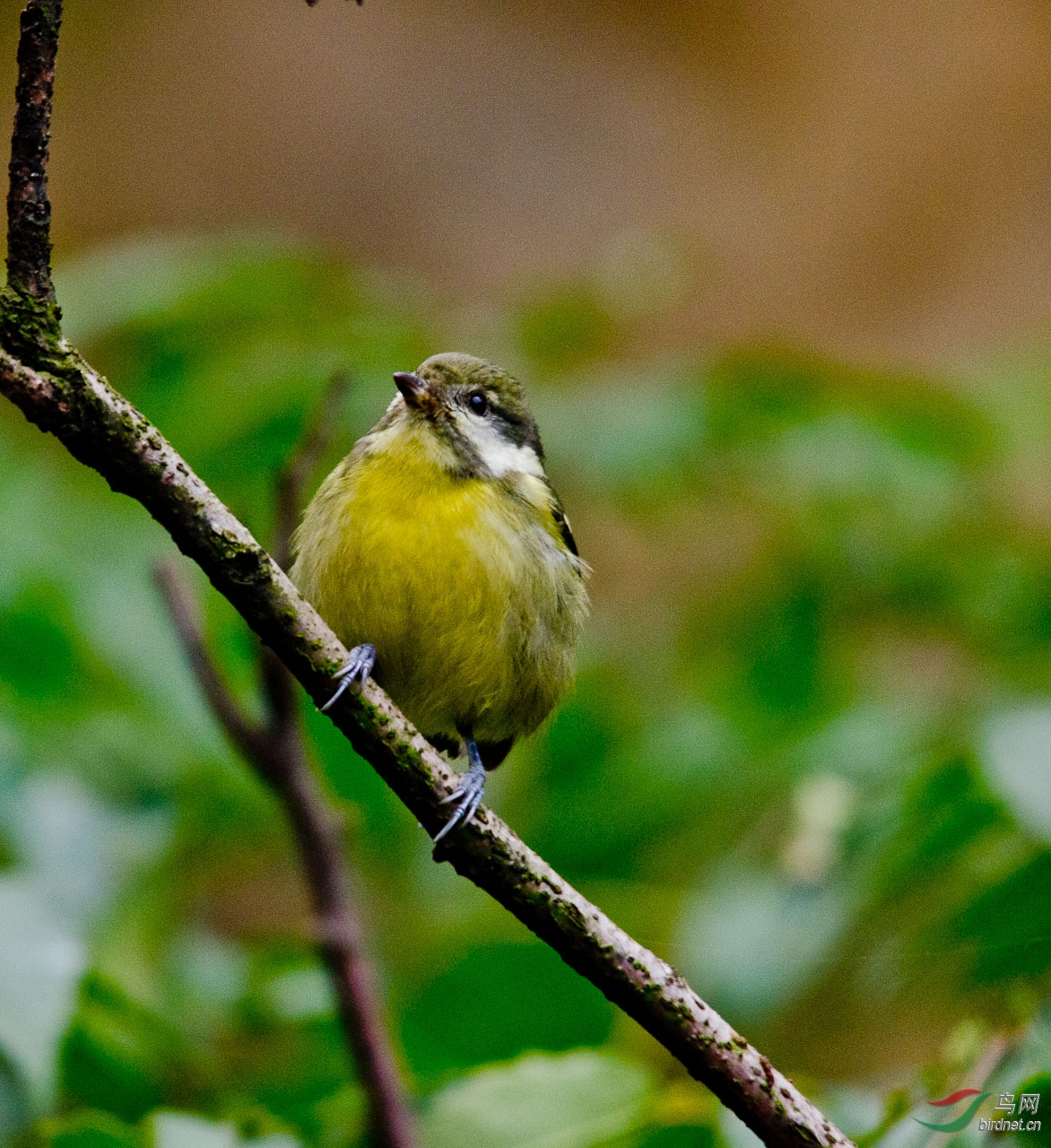 黄腹山雀 - 观鸟拍鸟之旅 bird trip reports 鸟网