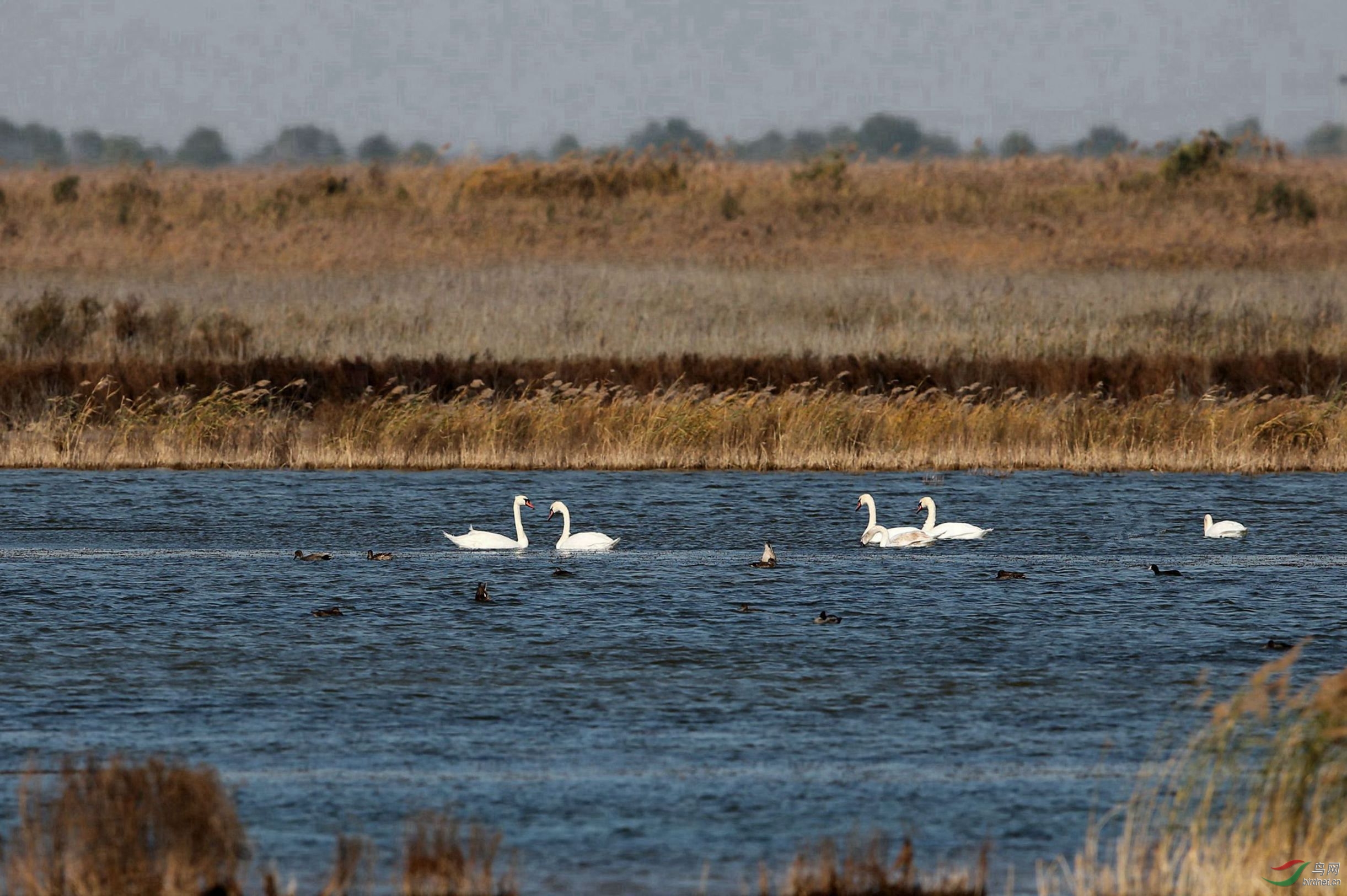 黄河口湿地的疣鼻天鹅
