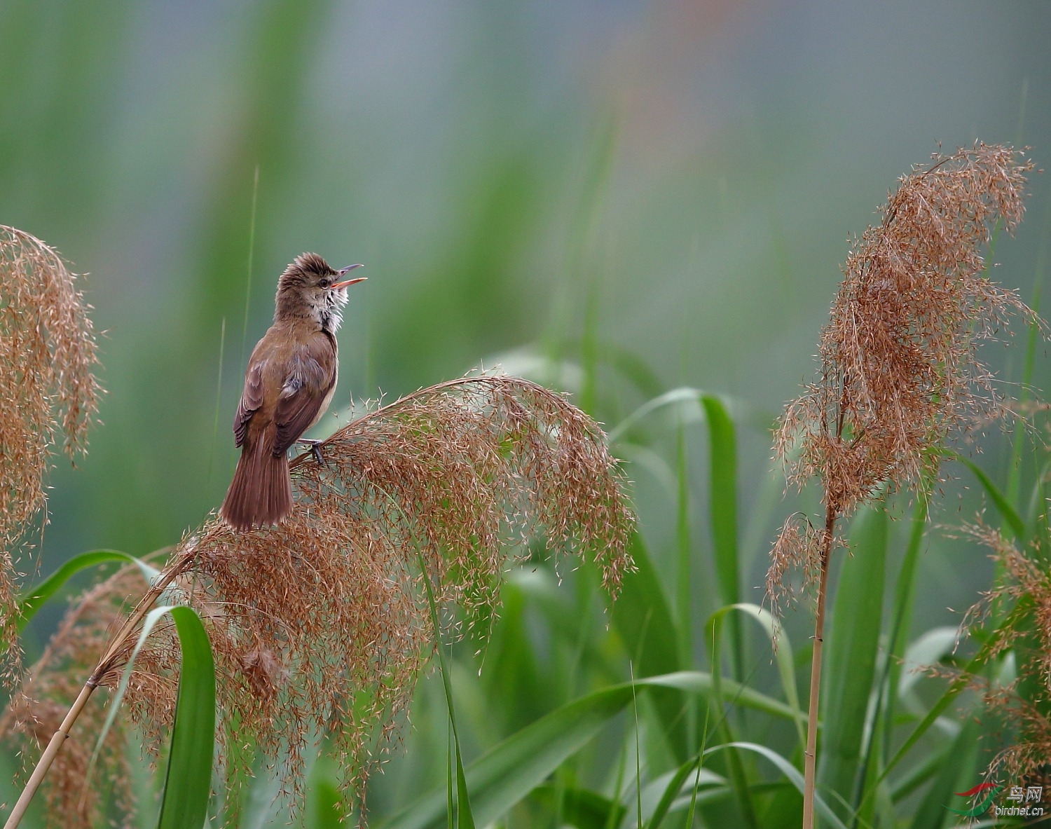 苇丛中的蠓虫像似唱出的音符!(第五幅)