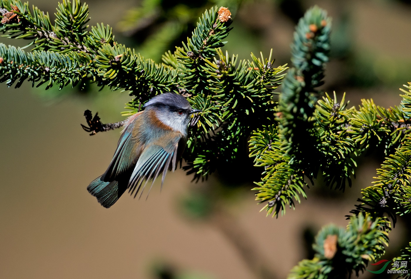 凤头雀莺川西拍的凤头雀莺
