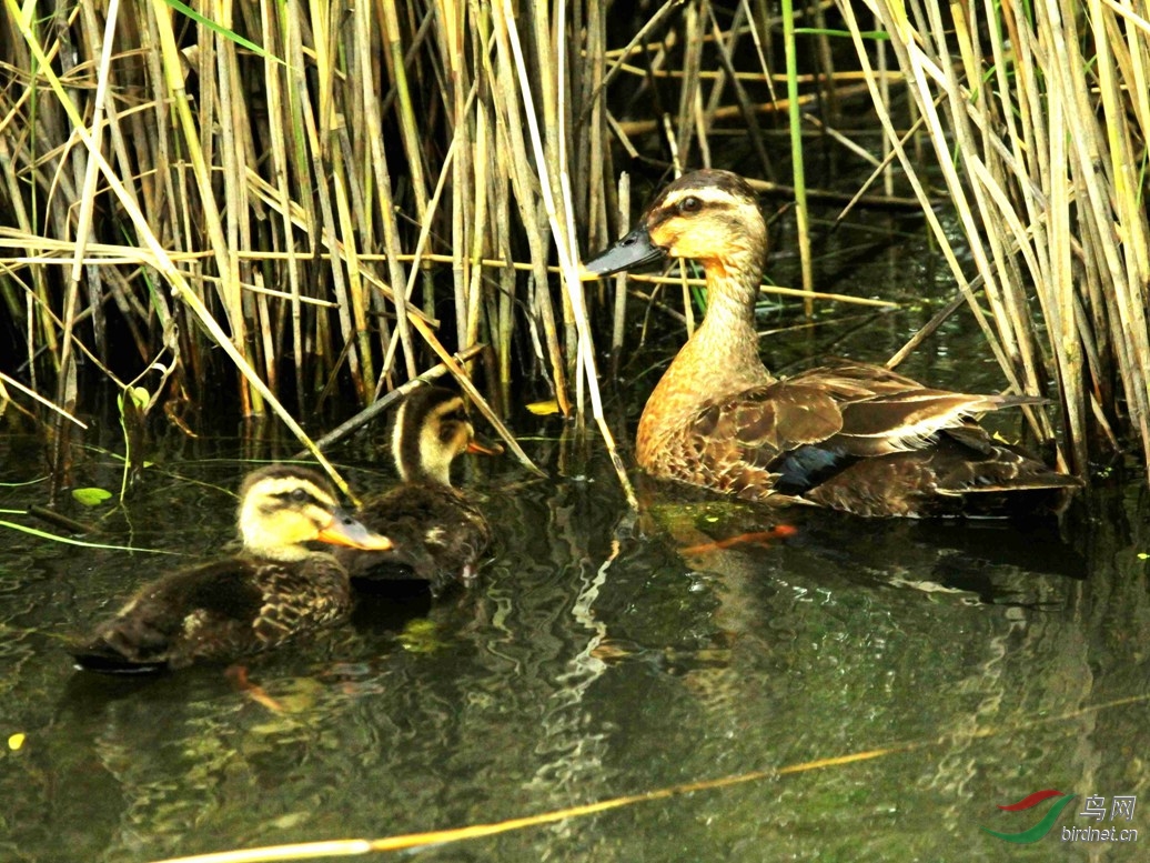 小兴凯湖的斑嘴鸭妈妈