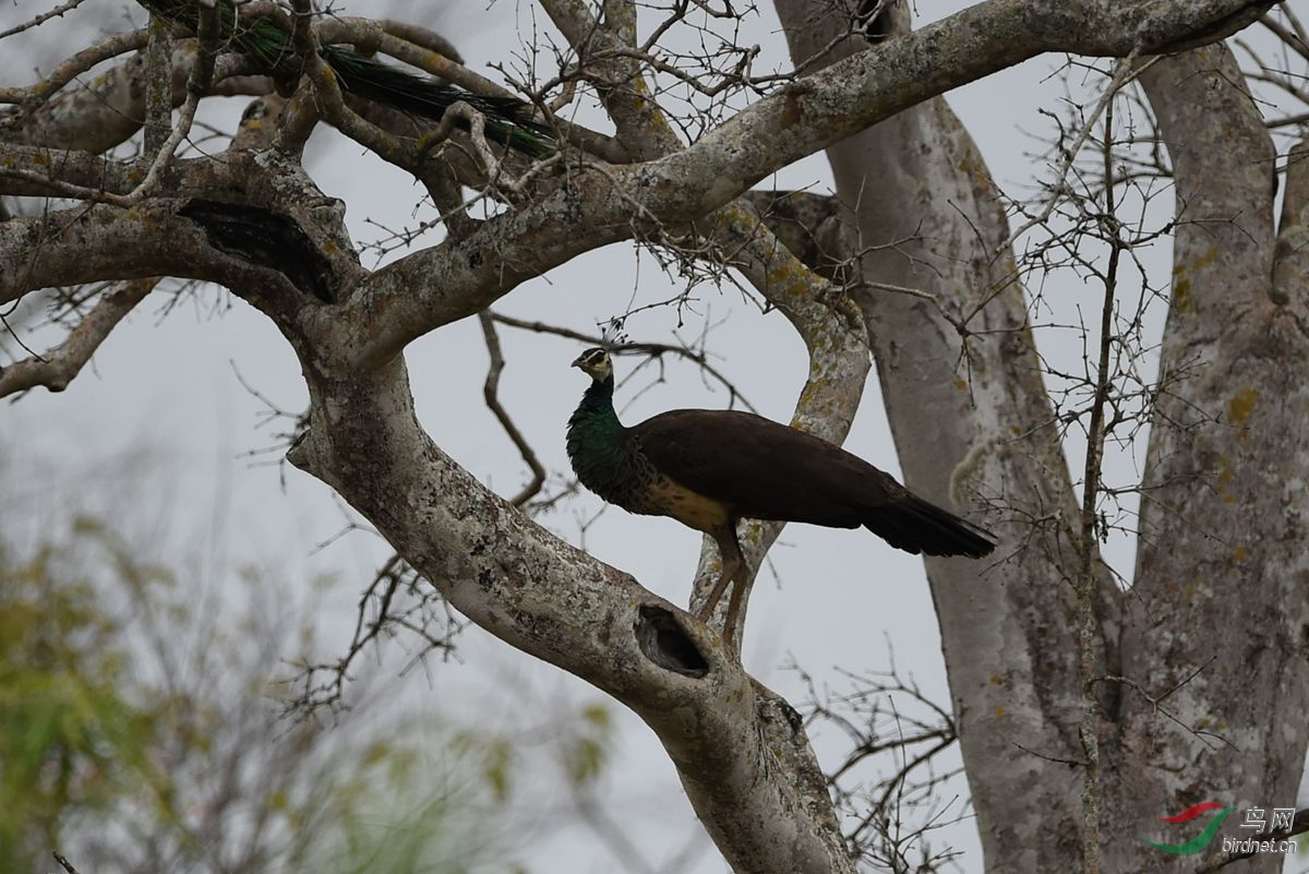 (蓝孔雀)斯里兰卡摄鸟记(续一)